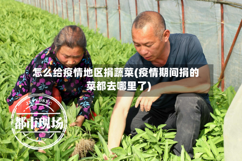 怎么给疫情地区捐蔬菜(疫情期间捐的菜都去哪里了)-第1张图片