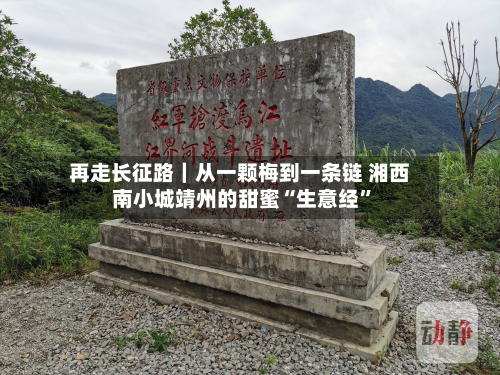 再走长征路｜从一颗梅到一条链 湘西南小城靖州的甜蜜“生意经”-第2张图片