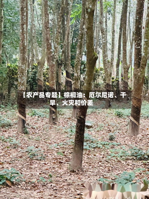 【农产品专题】棕榈油：厄尔尼诺、干旱	、火灾和价差-第2张图片