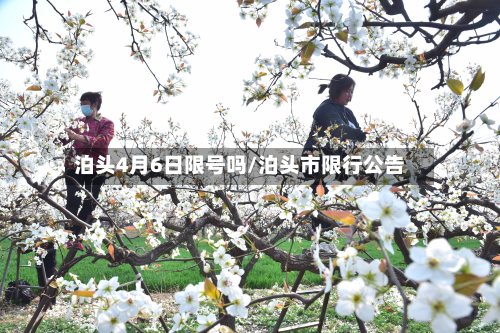 泊头4月6日限号吗/泊头市限行公告-第2张图片