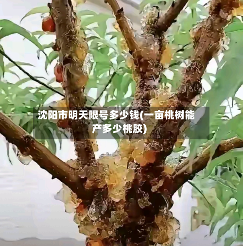 沈阳市明天限号多少钱(一亩桃树能产多少桃胶)