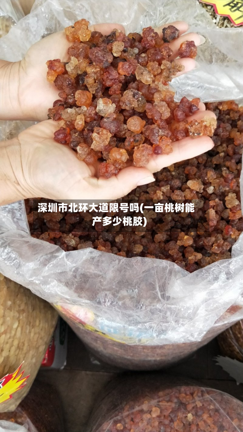 深圳市北环大道限号吗(一亩桃树能产多少桃胶)