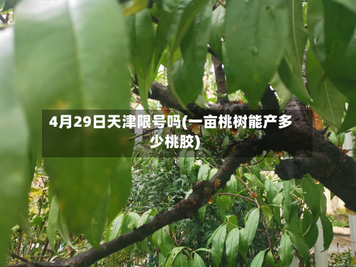 4月29日天津限号吗(一亩桃树能产多少桃胶)