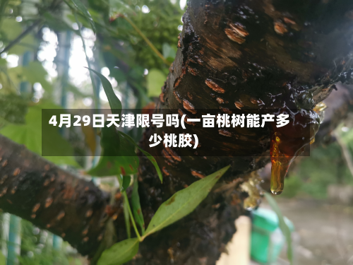 4月29日天津限号吗(一亩桃树能产多少桃胶)-第2张图片