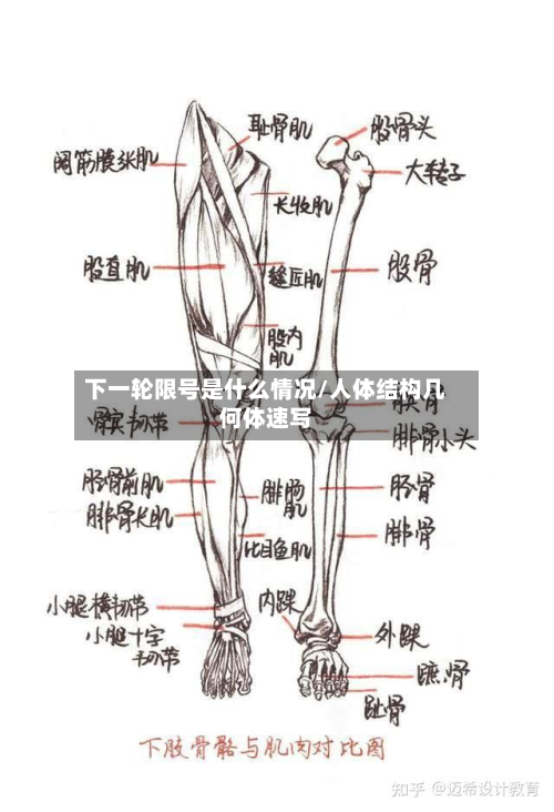 下一轮限号是什么情况/人体结构几何体速写