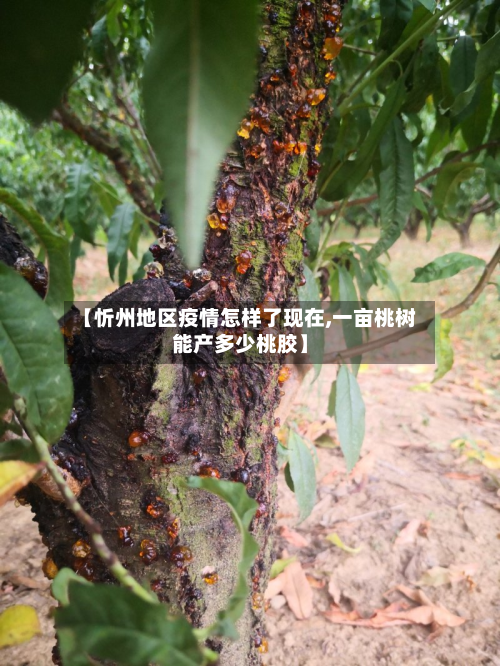 【忻州地区疫情怎样了现在,一亩桃树能产多少桃胶】