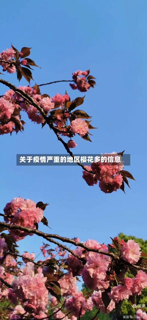 关于疫情严重的地区樱花多的信息