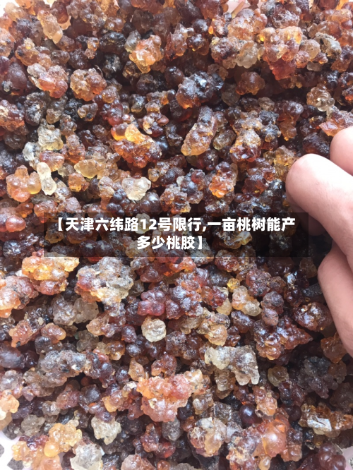 【天津六纬路12号限行,一亩桃树能产多少桃胶】