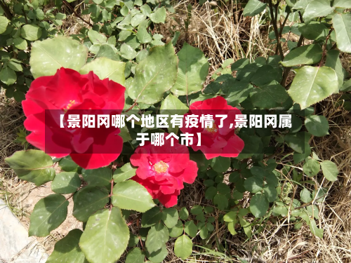 【景阳冈哪个地区有疫情了,景阳冈属于哪个市】