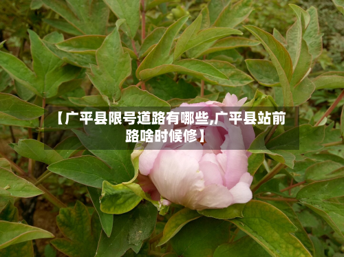 【广平县限号道路有哪些,广平县站前路啥时候修】-第3张图片