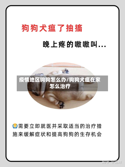 疫情地区狗狗怎么办/狗狗犬瘟在家怎么治疗-第3张图片